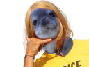 :phoquebrice:
