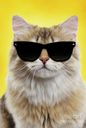 :chat_lunettes_soleil: