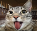 :chatserpent_zinzin: