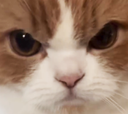 :chat_rageux3: