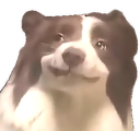 :chiensmirk: