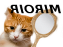 :riorim: