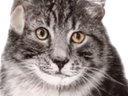 :regard: