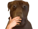 :Teddi-CHOQUE: