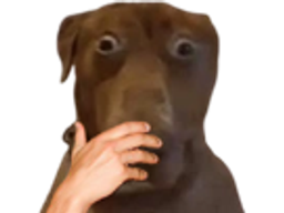 :Teddi-CHOQUE: