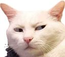:_Chat_: