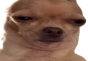 :chienwtf: