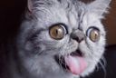 :Chat_qui_tire_la_langue_: