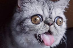 :Chat_qui_tire_la_langue_: