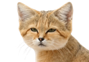 :Chat_suspect_desert: