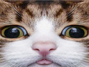 :chat49: