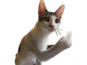 :Chatfuck: