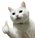 :Chat_pouce_: