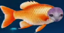 :chapoisson: