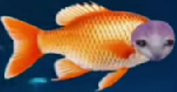 :chapoisson: