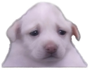 :purertriste: