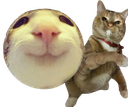:chat_marrant_lancer: