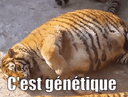 :magatigre: