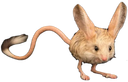 :Gerboise: