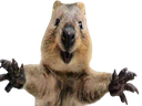 :quokka: