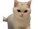 :Chat_deter: