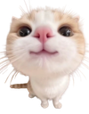 :chat_content3: