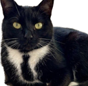 :Chat_nicolas: