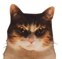 :Chat_terrifiant:
