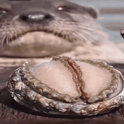 :Loutre_perverse: