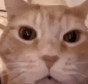 :Chat_mort_de_rire: