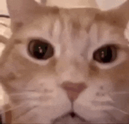 :Chat_mort_de_rire: