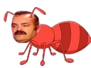 :fourmi: