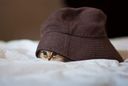 :Copain_chat_mignon_: