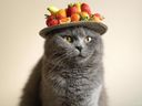 :Chatfruit6: