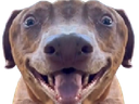 :teddicoucoularge: