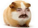 :Hamster_a_put: