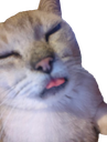 :Chatgolmon: