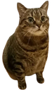 :Chah:
