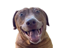 :teddicoucou:
