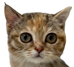 :Chatoboy: