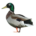Connard2Canard