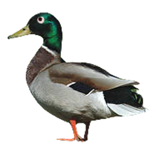 Connard2Canard