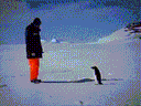 :Pingouin_missile_2: