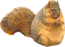 :ecureuilgros:
