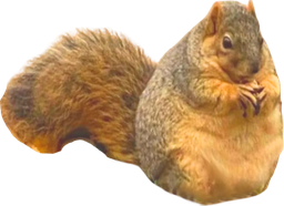 :ecureuilgros: