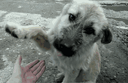 :chien_donne_patte: