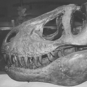 Tyrannosaurus