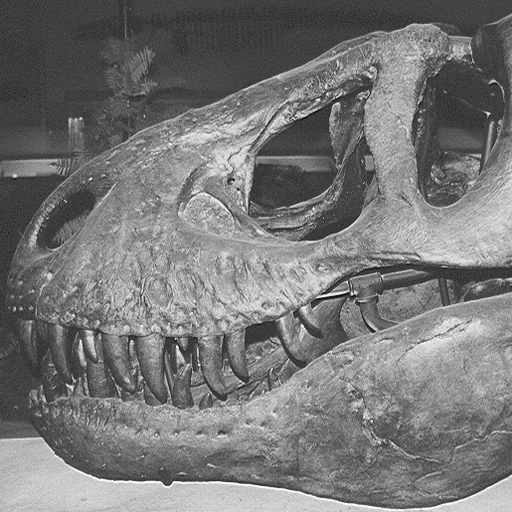 Tyrannosaurus