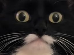 :Chat_choque_zoom: