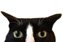 :chat_suspicieux: